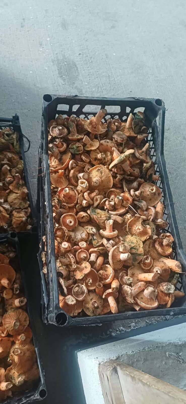 Muğla’da Sezonun İlk Çıntarları Çıktı 3